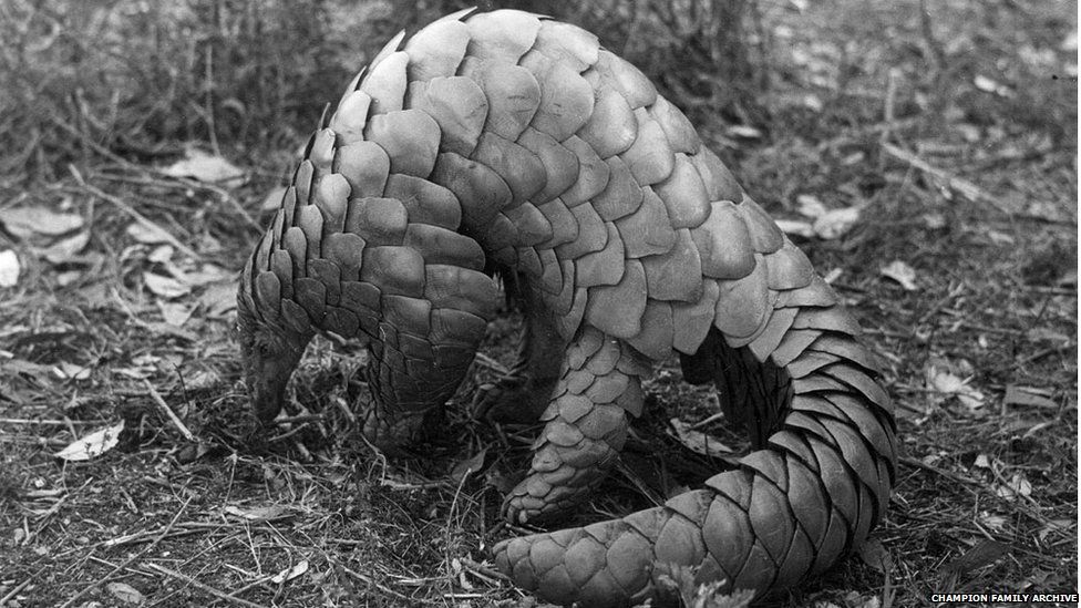 A picture taken by FW Champion of an Indian Pangolin, an animal that eats termites and ants and can roll itself into a ball, protected by its defensive scales.