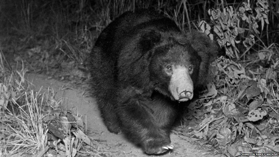 A sloth-bear captured by FW Champion, he also photographed a mother sloth-bear carrying her cubs on her back – the first time proof of this behaviour was recorded.