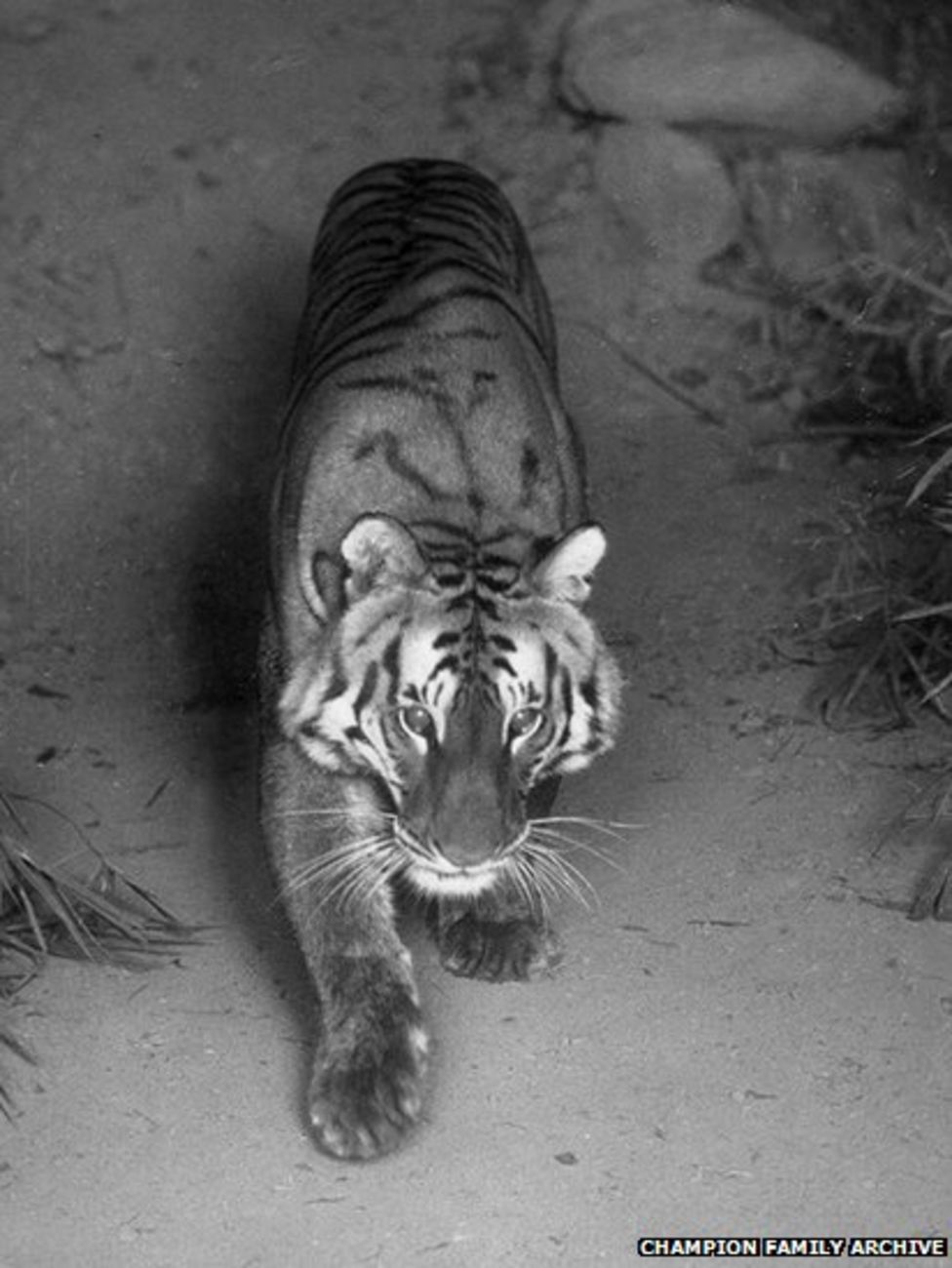 A tiger captured by the FW Champion, which can be seen at the exhibition of his work at Dumfries Museum.