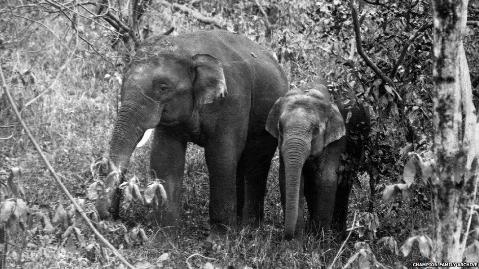 FW Champion took many photographs of wild elephants. He also rode tame elephants to enable him to get closer to some of the wild animals he was photographing or filming.