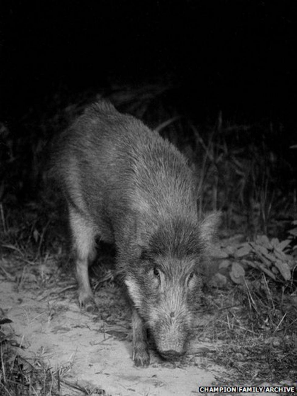 A picture by the photographer of a Wild pig - one of the tiger’s favourite prey and sometimes triggered the camera.